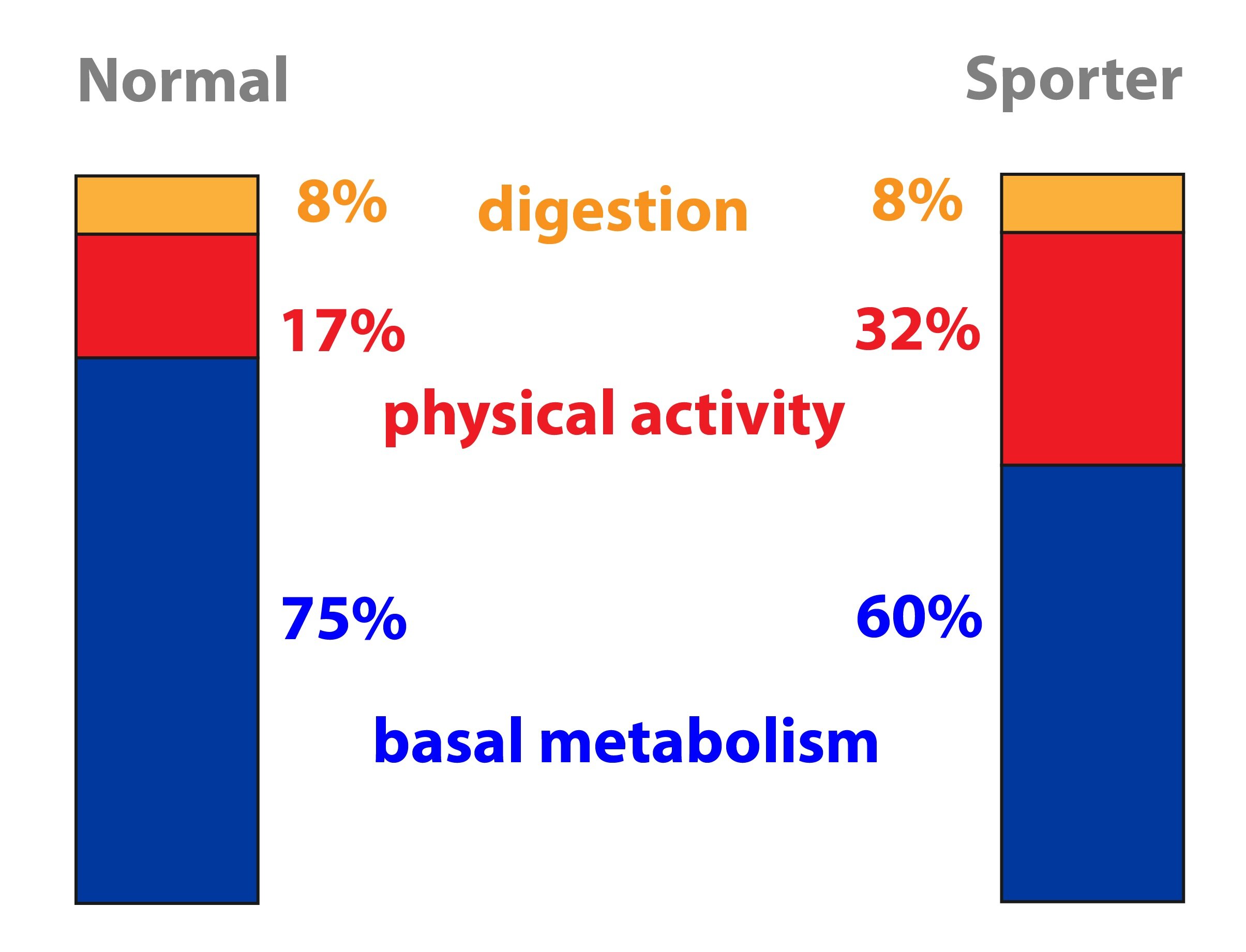 relations in the intermediary metabolism