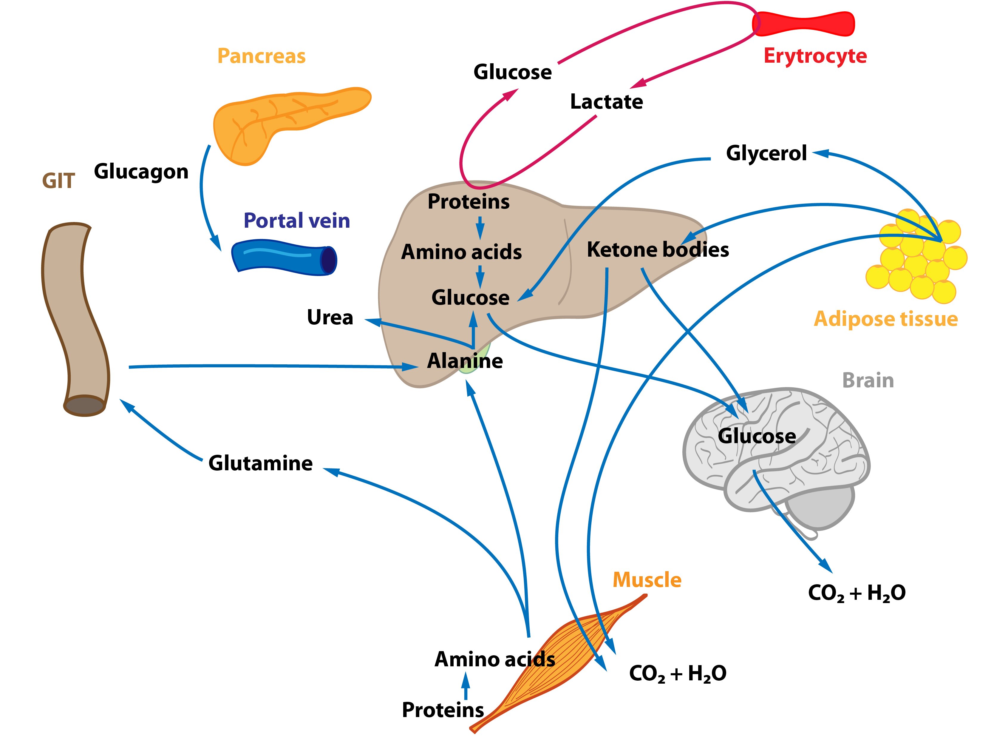 relations in the intermediary metabolism