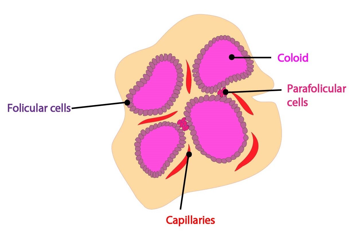 4. thyroid hormones, calcitonin and hormones of the parathyroid