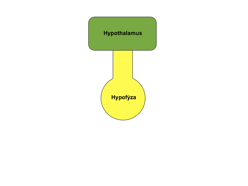 HHS-animace