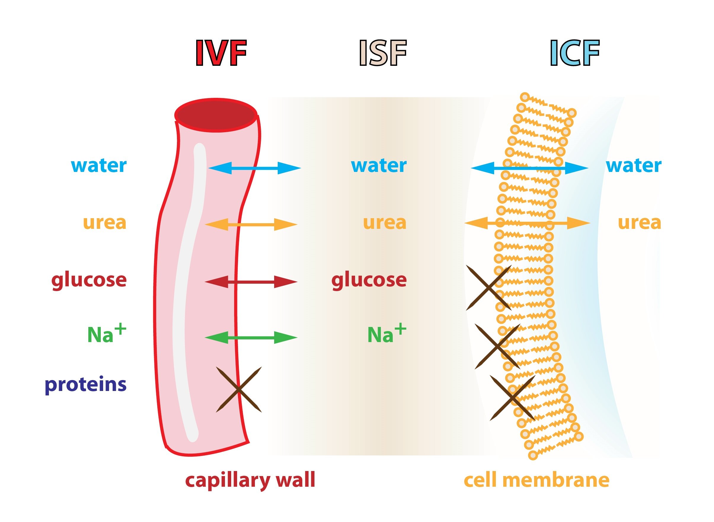 the movement of water between body fluid compartments