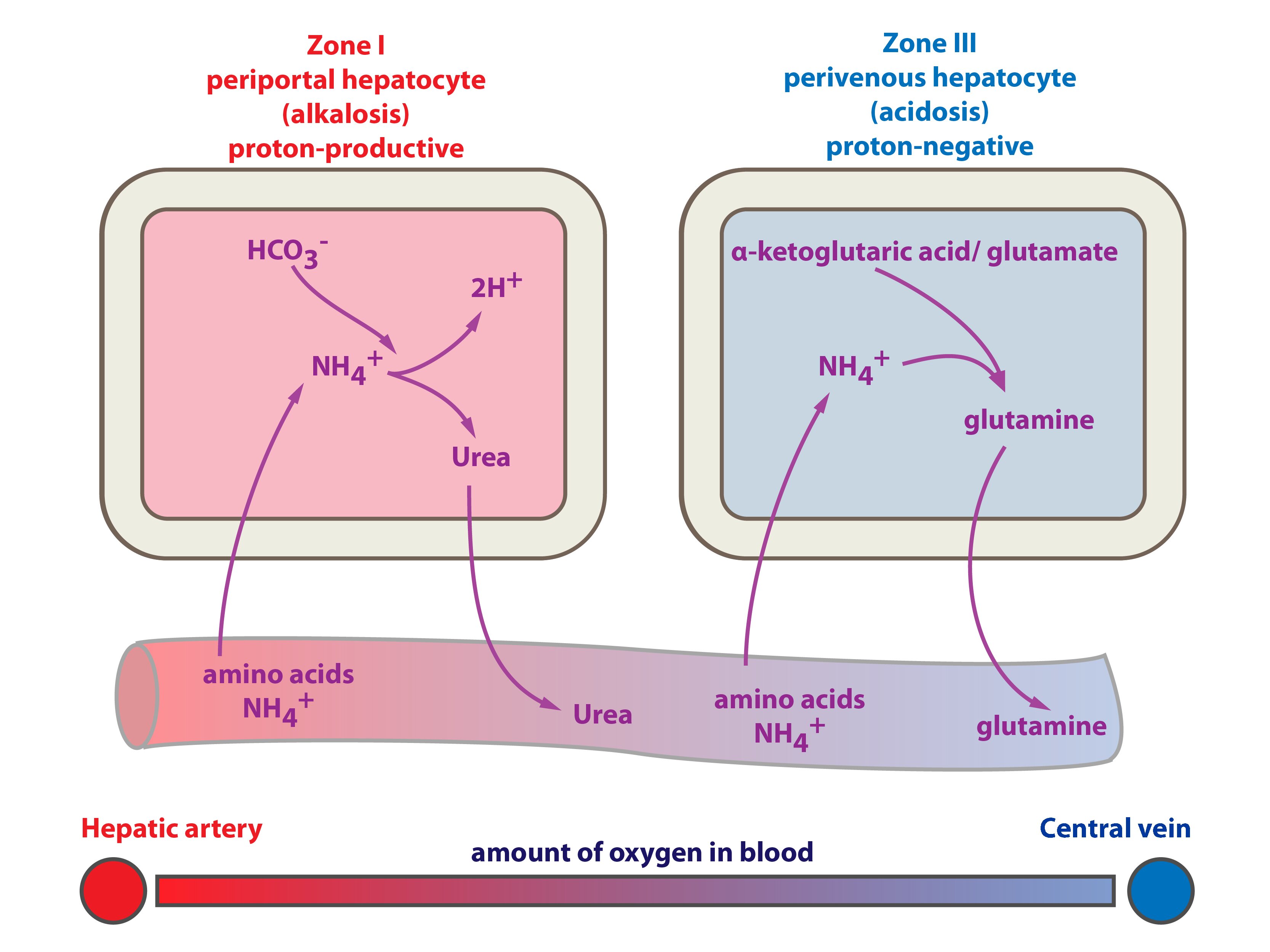 Pathophysiology of acid base balance