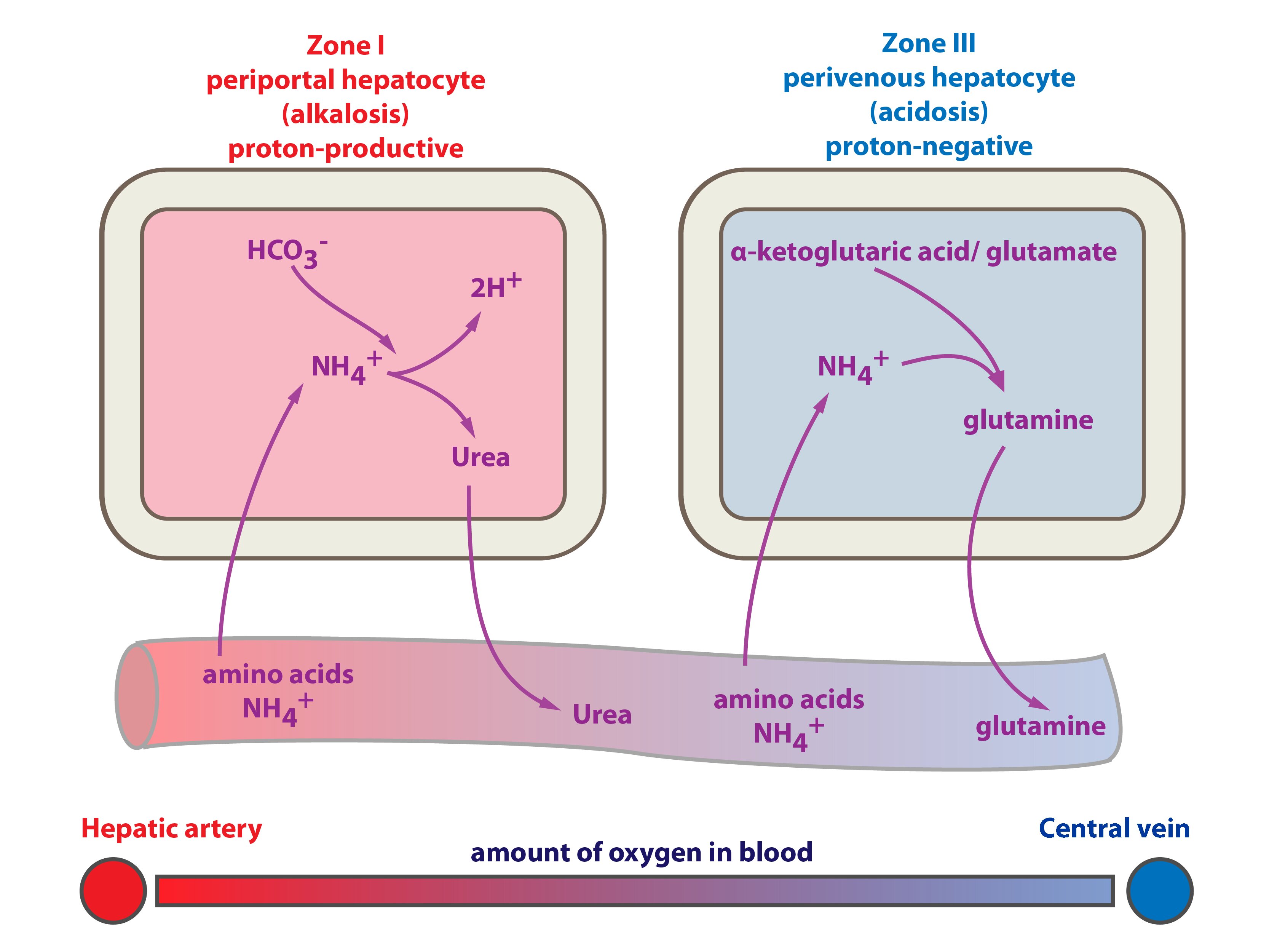 7 Acid Base Balance Functions Of Cells And Human Body