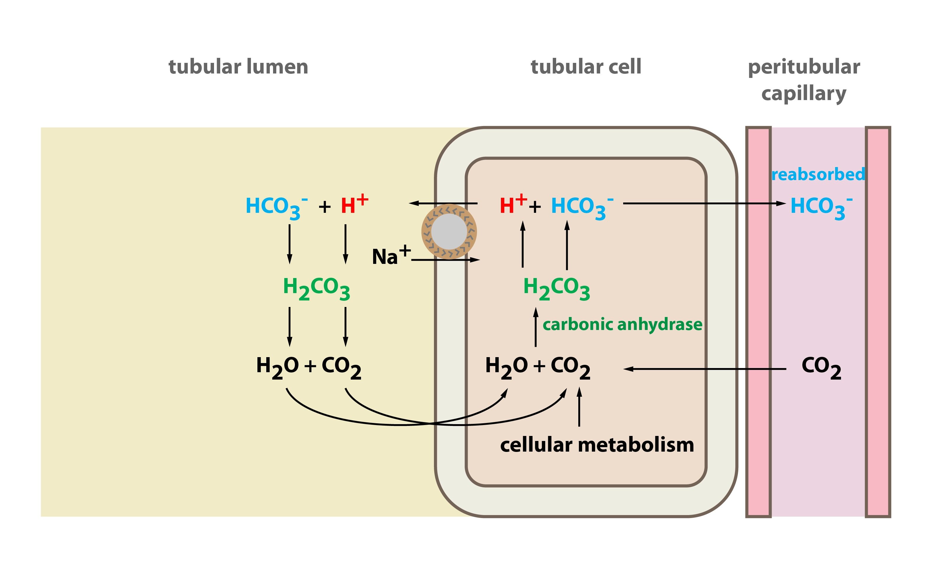 in glomerular ultrafiltrate there is filtered bicarbonate.