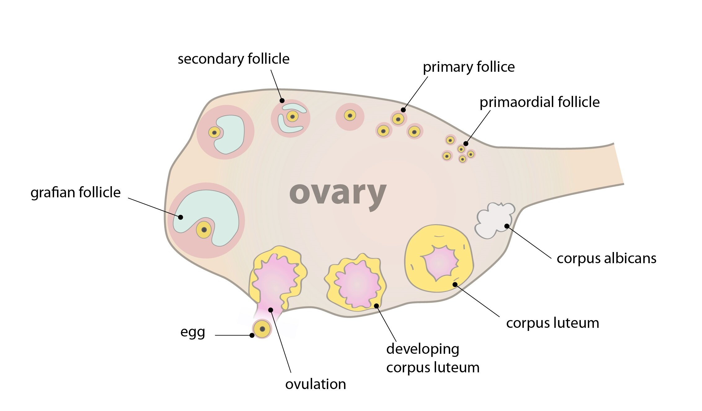 Mature ovum is expelled from the