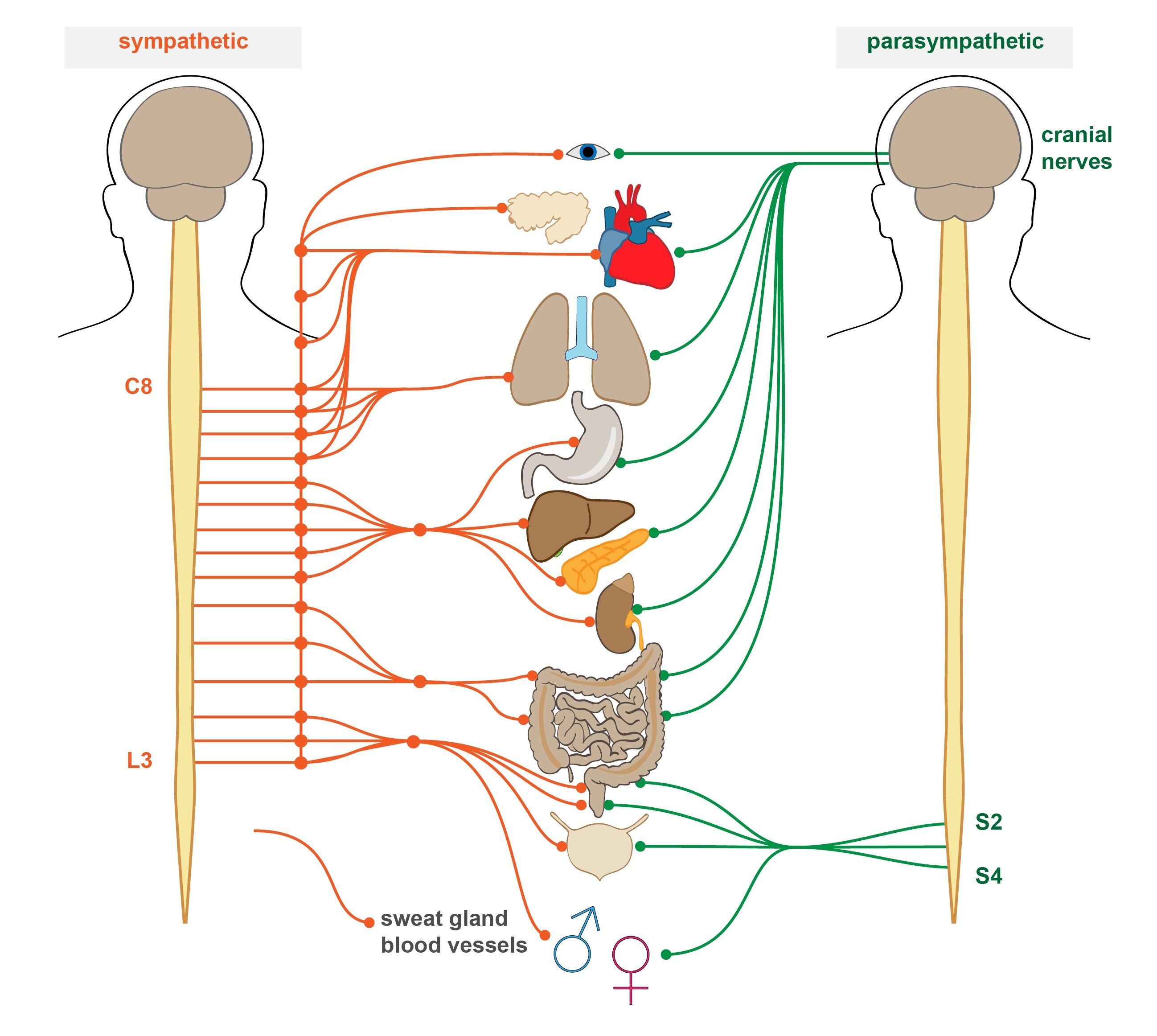 effector organs of the somatic nervous system are