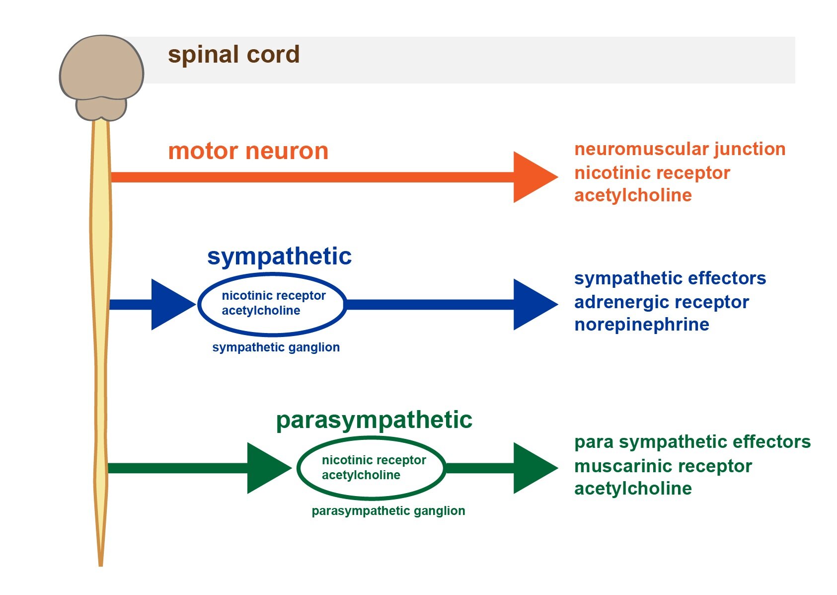 5-autonomic-nervous-system-functions-of-cells-and-human-body