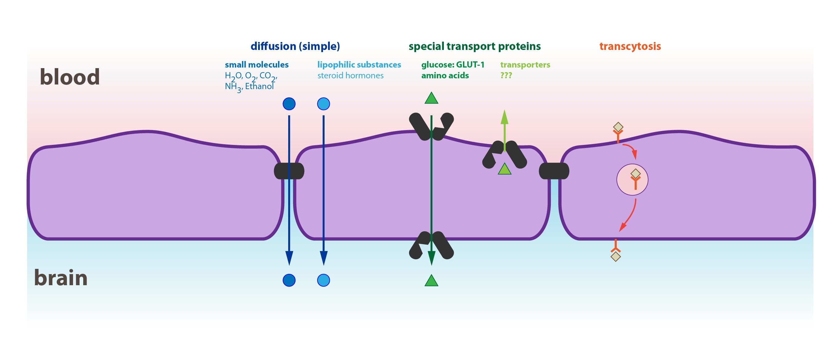 barriers to diffusion of disease