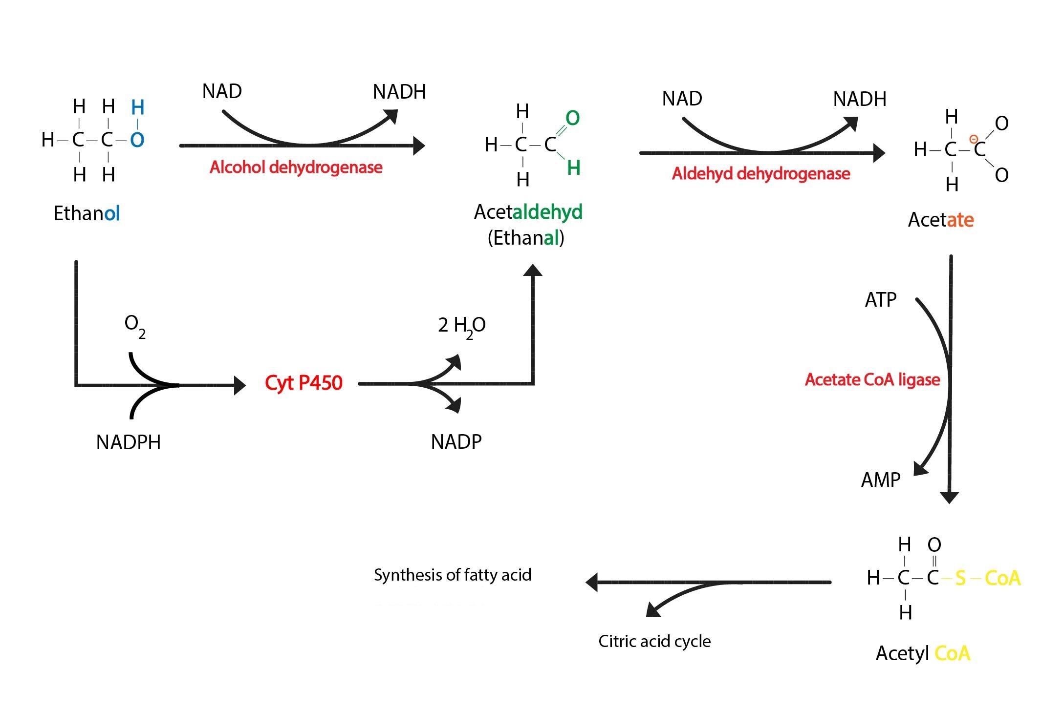 Metabolismus ethanolu ENG-01