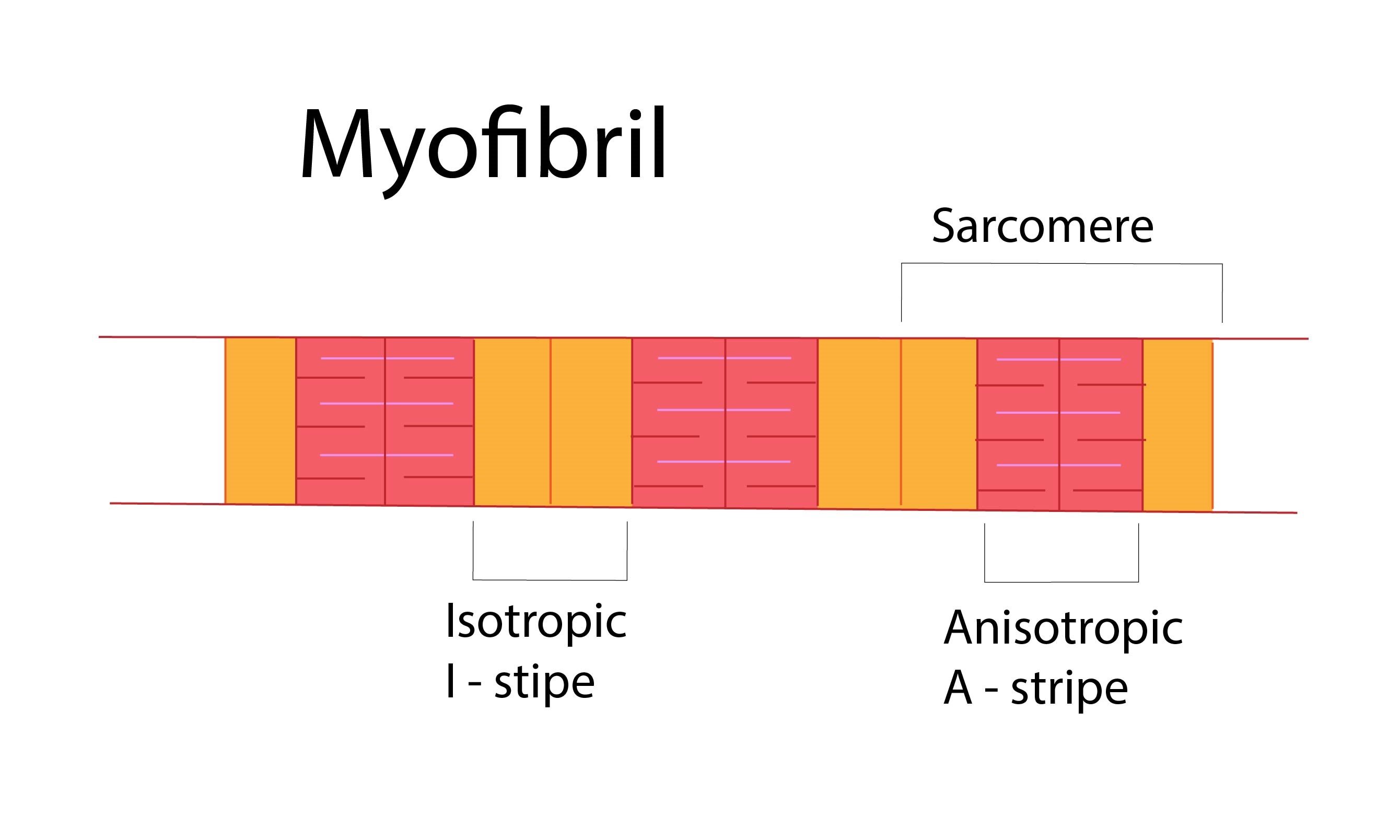 Myofibrila RNG-01