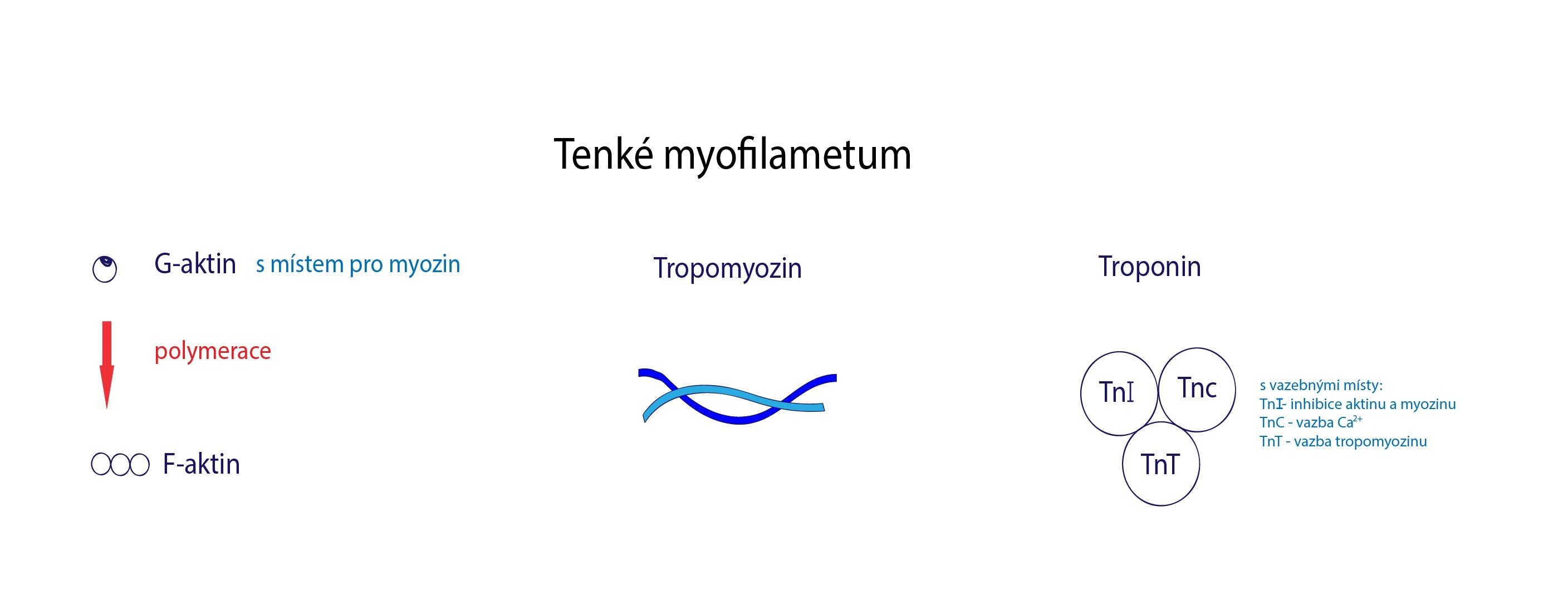 Myofilamenta-01
