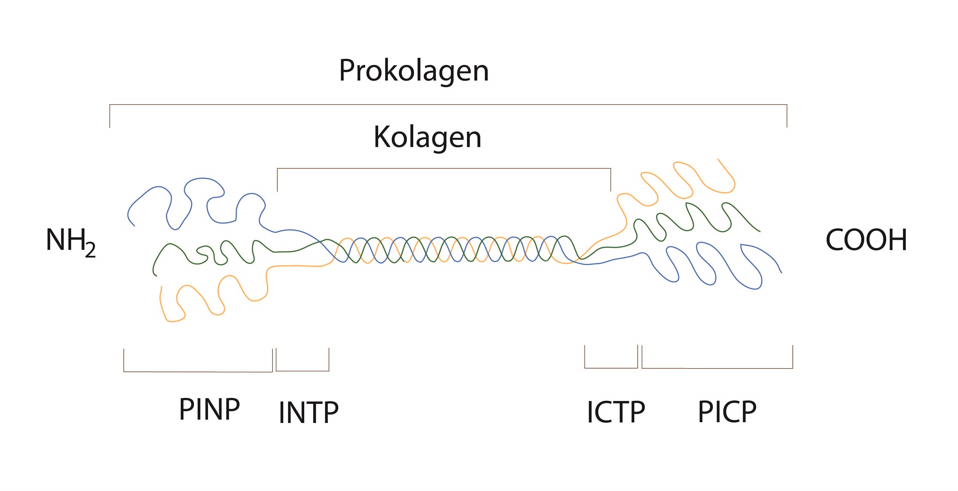 Prokolagen - kolagen typu I stepení 1-01