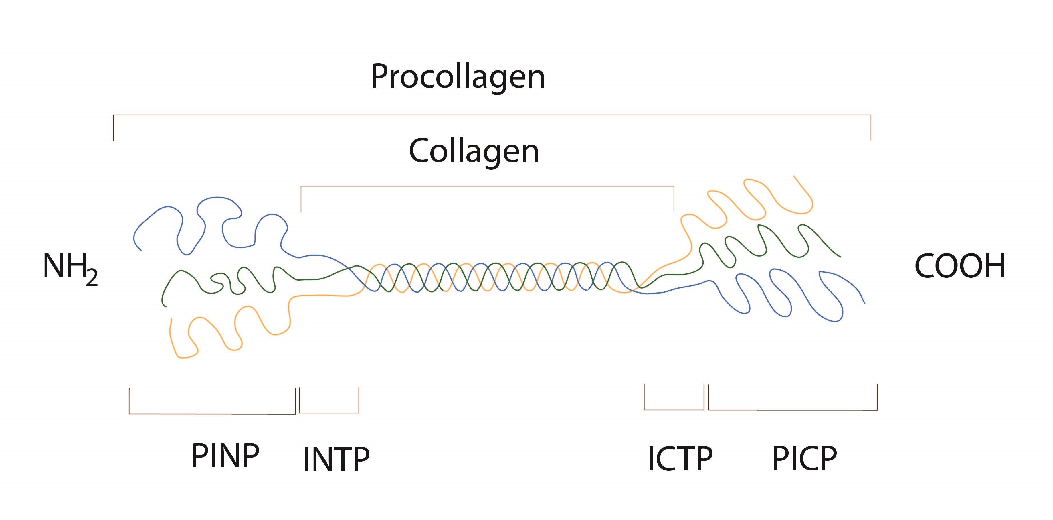 Prokolagen - kolagen typu I stepení ENG-01
