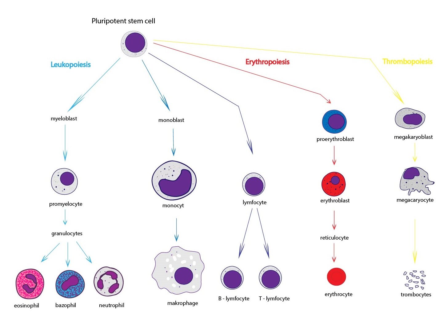 solved-blood-cell-identification-identify-the-formed-chegg