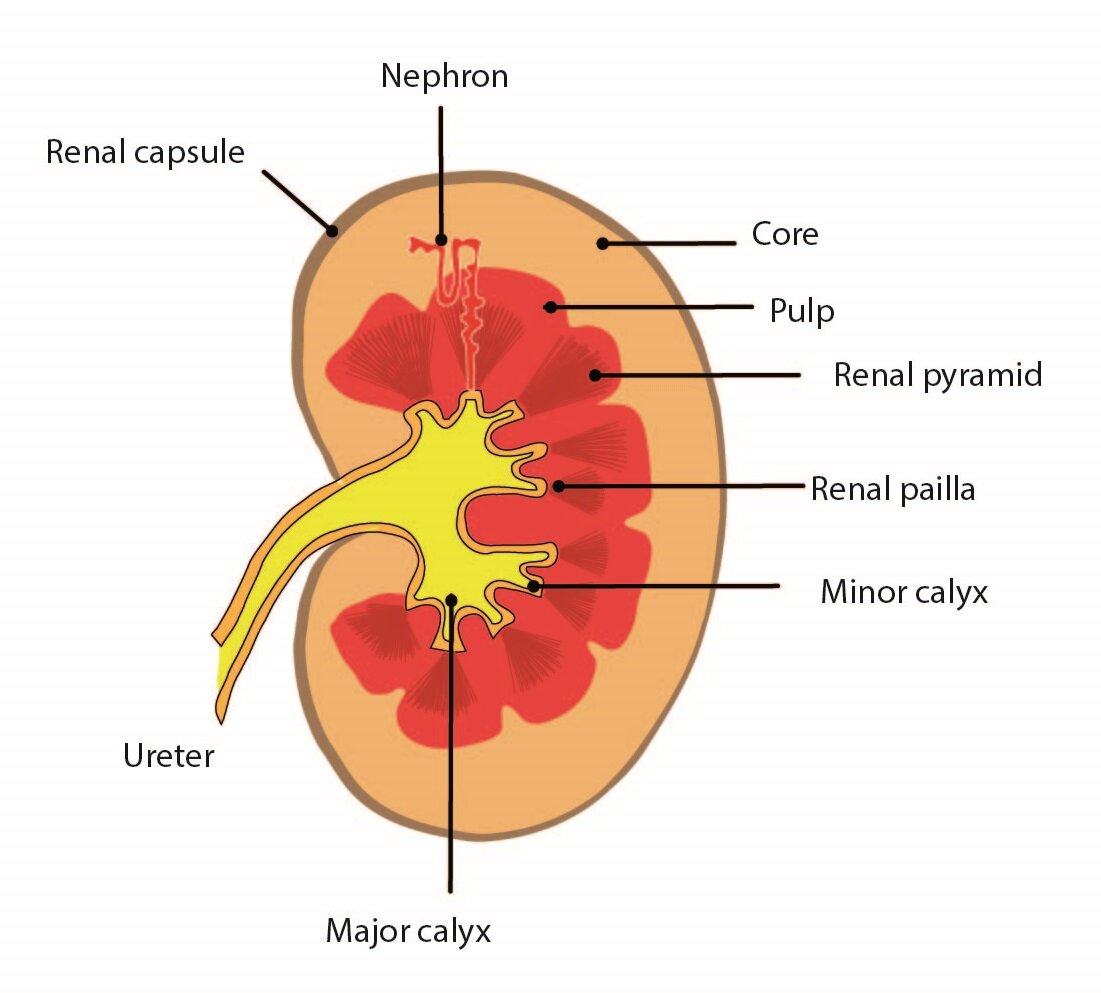 The Apex Of Renal Pyramid Is Called