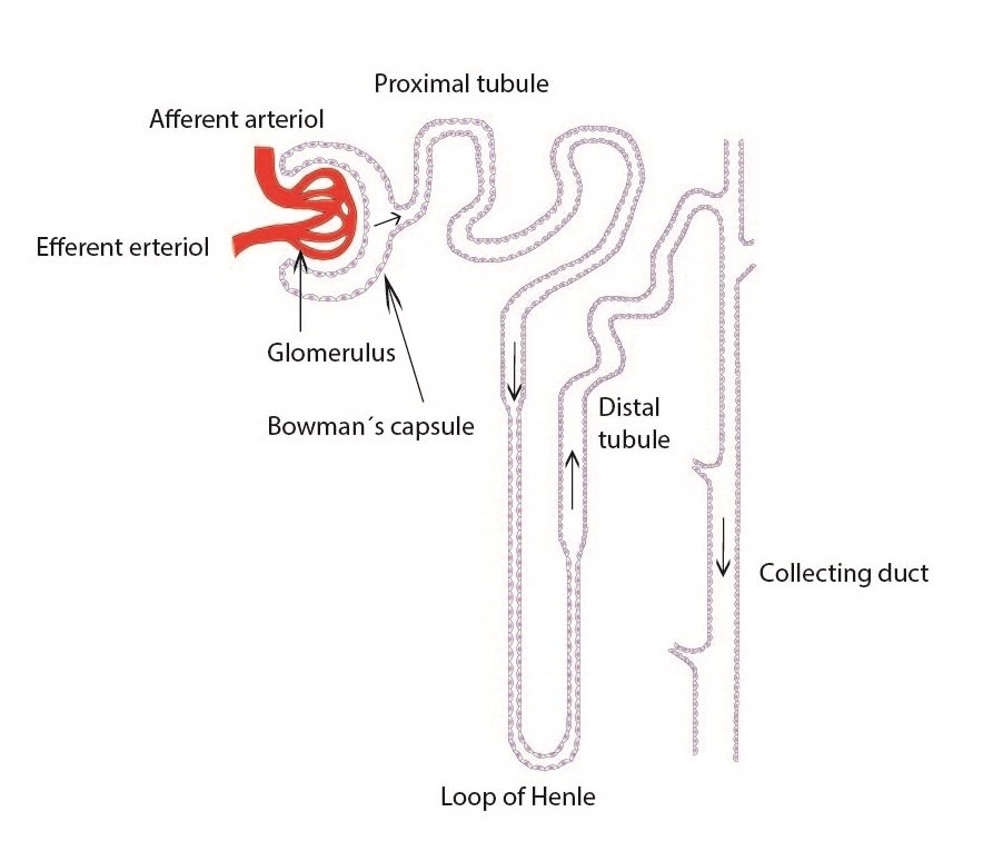 collecting duct urinary system