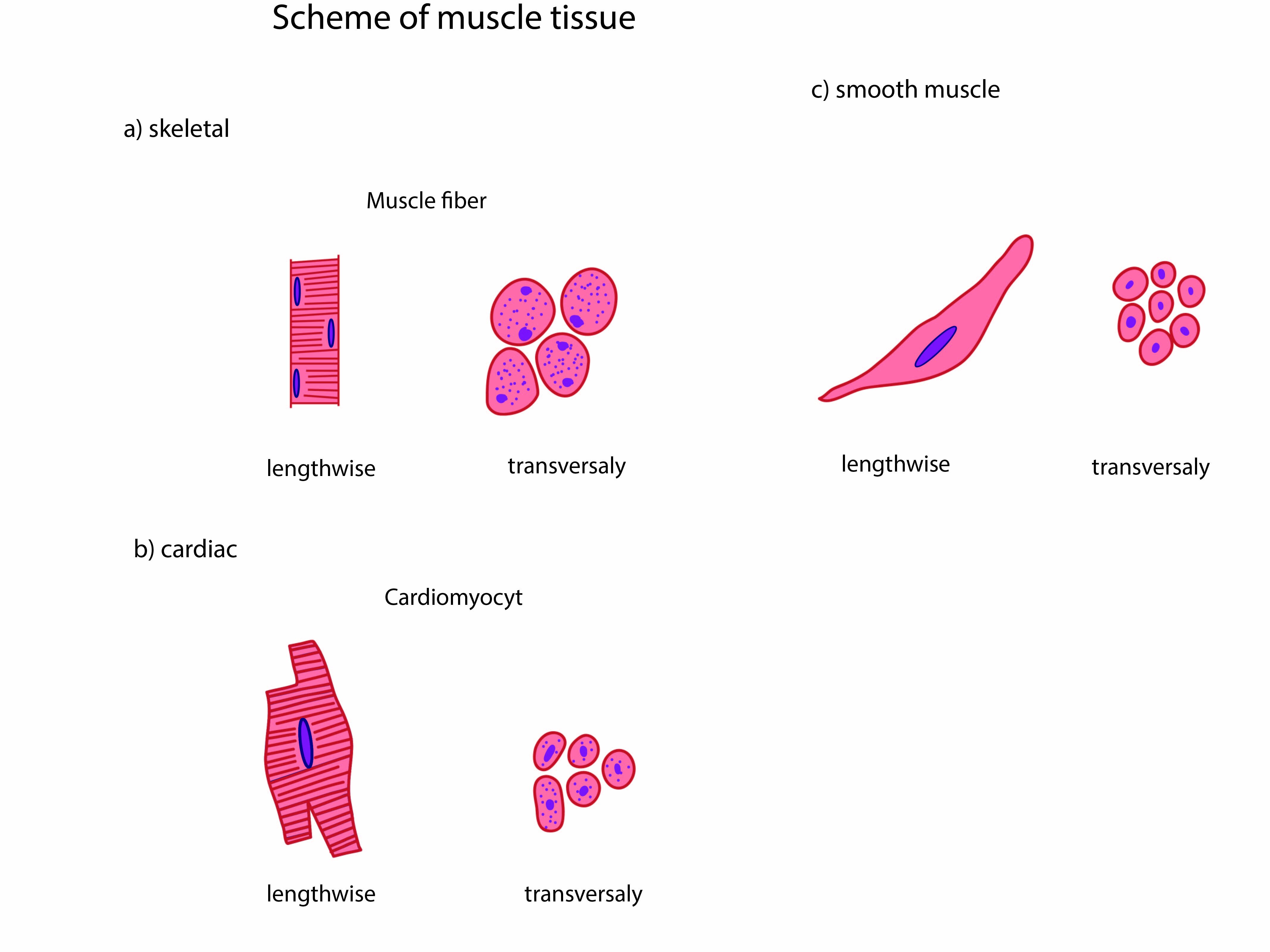 Shape of skeletal muscle cells