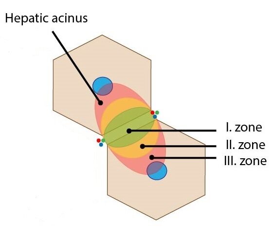 Acinus zony ENG