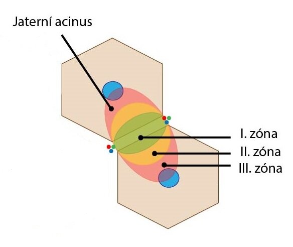 Acinus zony
