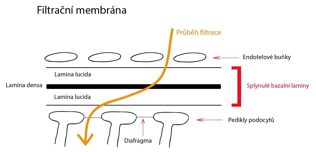 Filtracni membrana-01