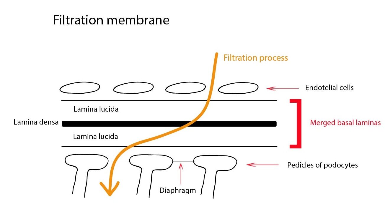 Filtracni membrana ENG-01