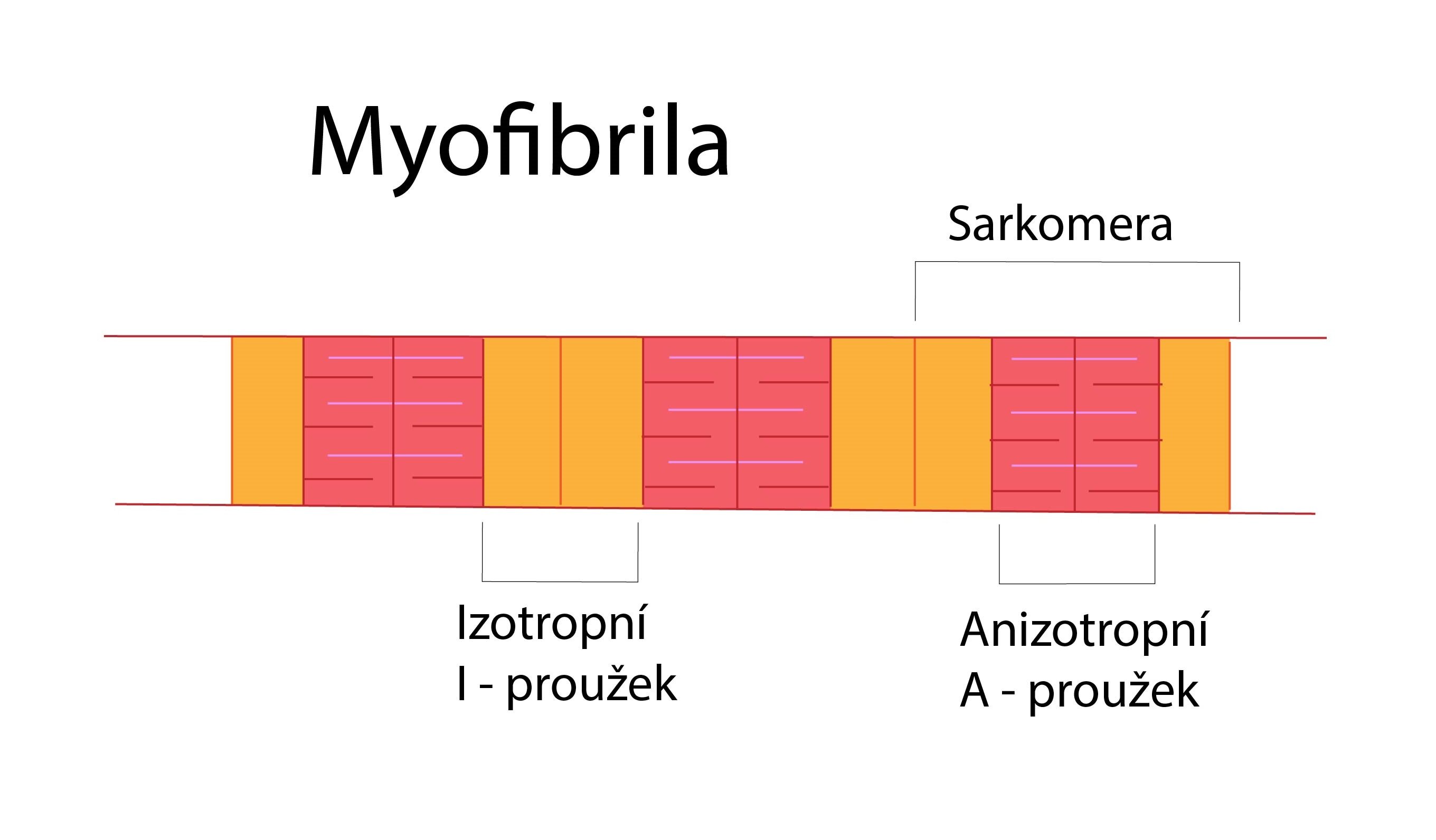 Myofibrila-01
