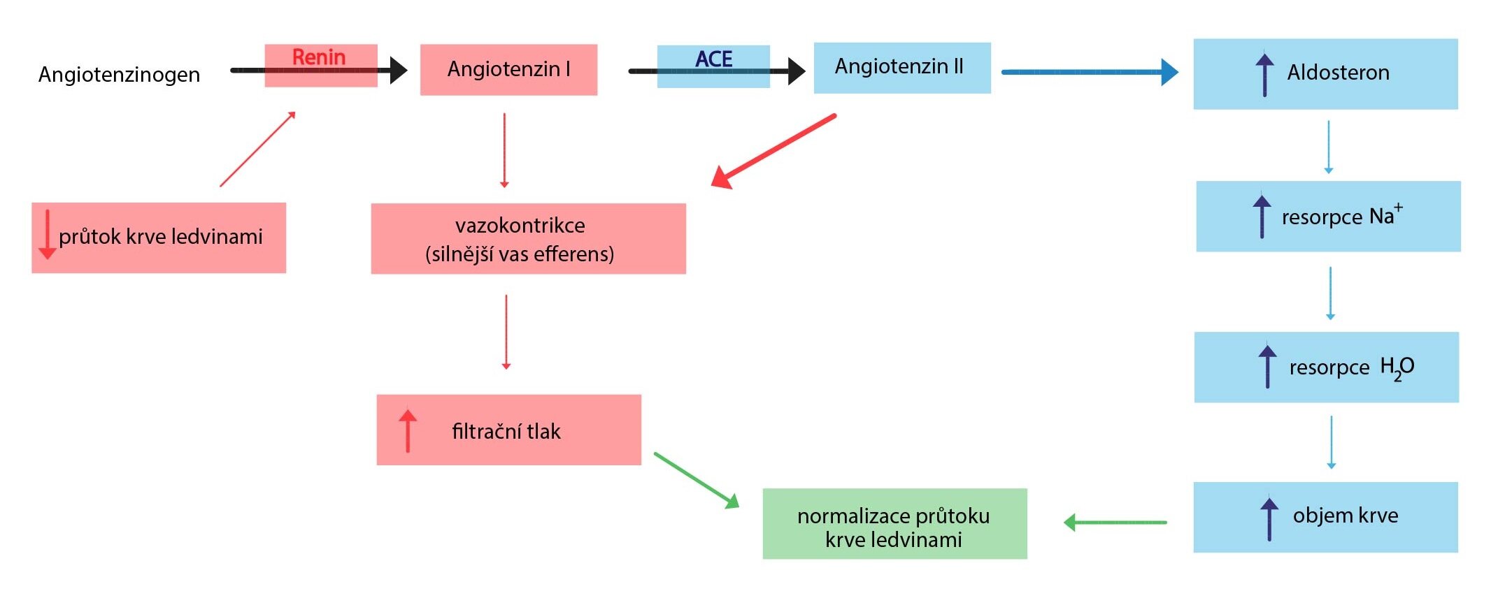 renin-angiotenzin-aldosteron-01