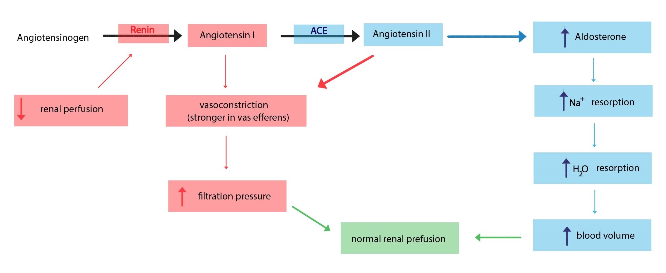 renin-angiotenzin-aldosteron ENG-01
