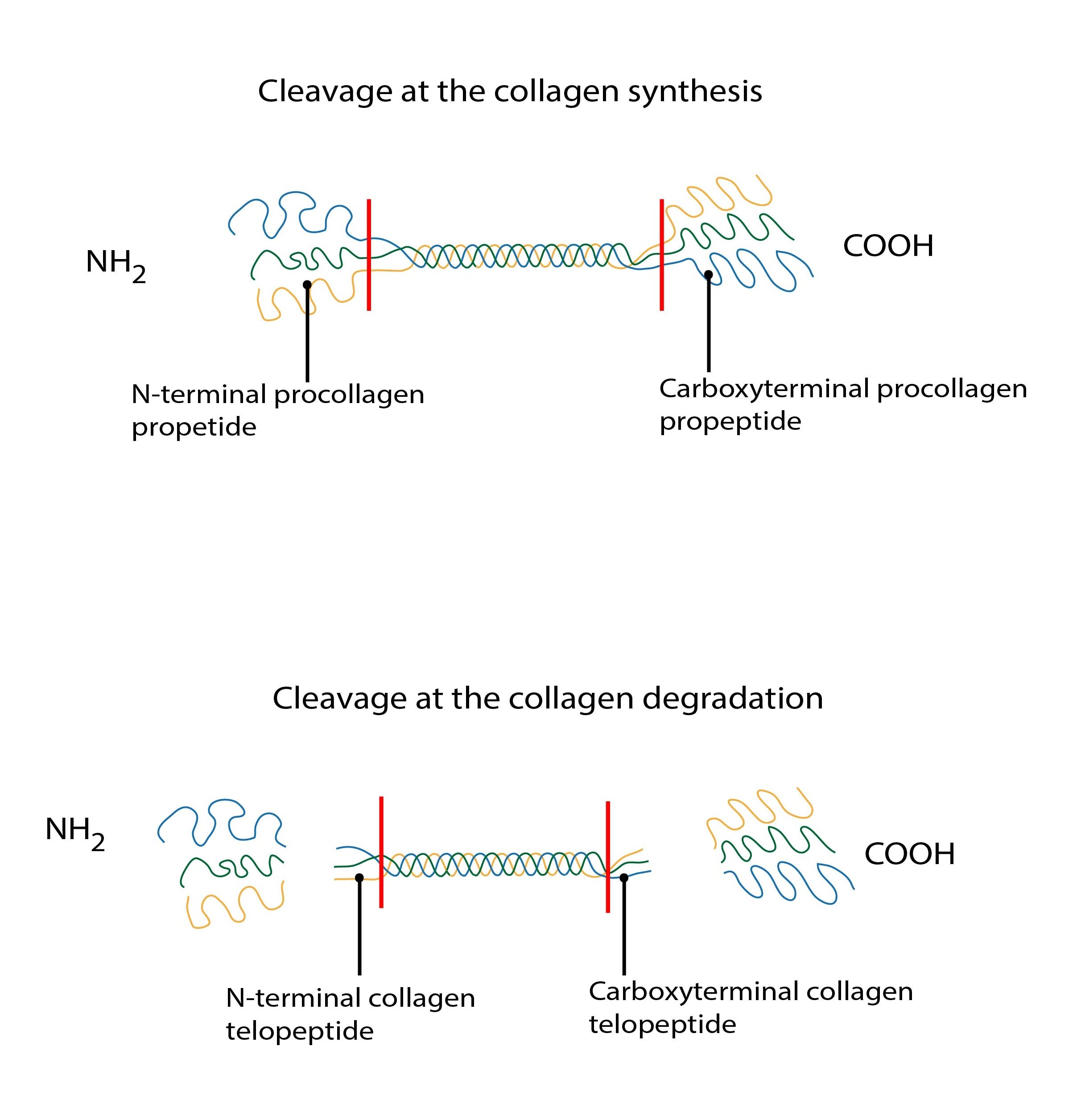 stepeni pri synteze kolagenu ENG-01